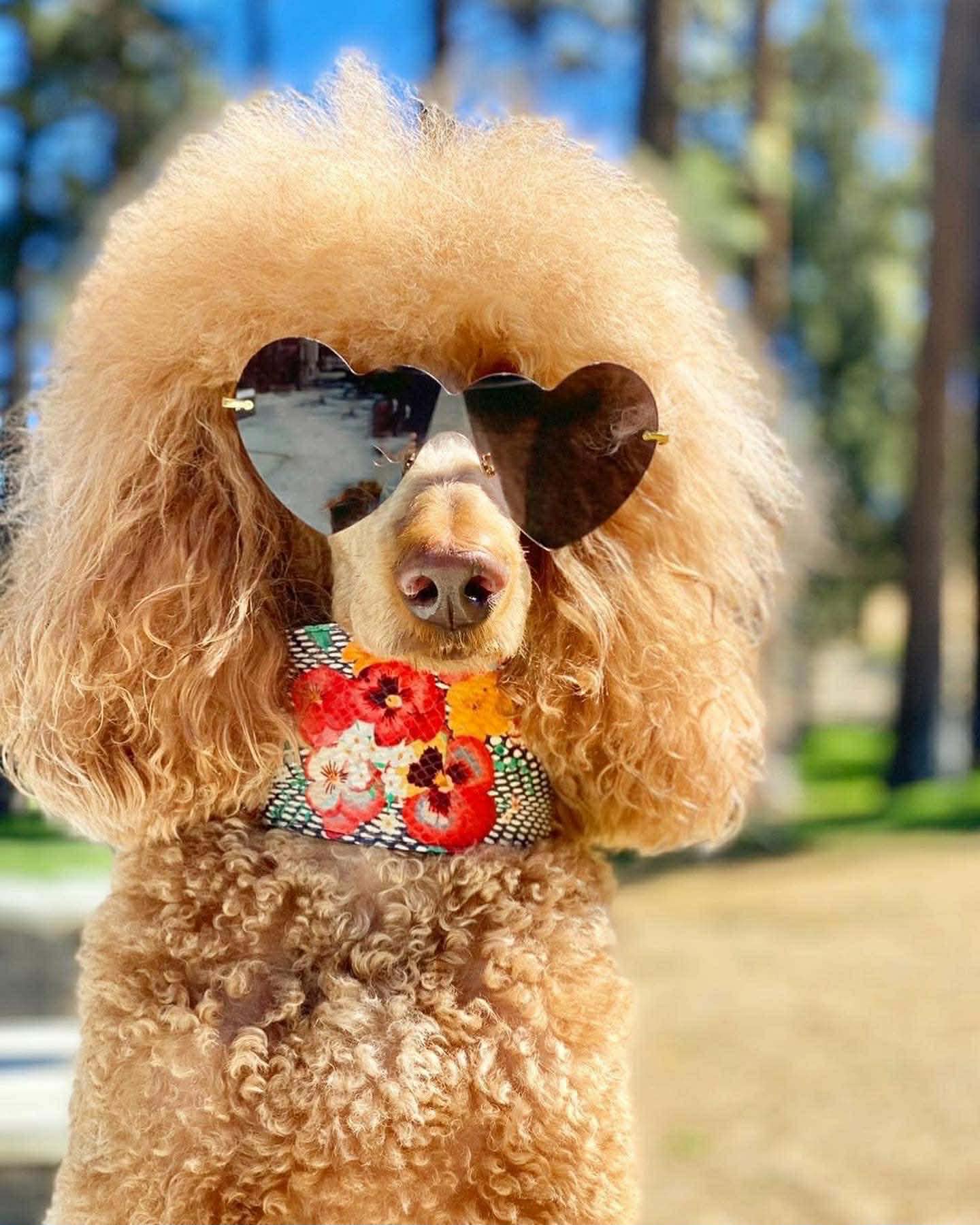 Beautiful Yorkshire Terrier portrait