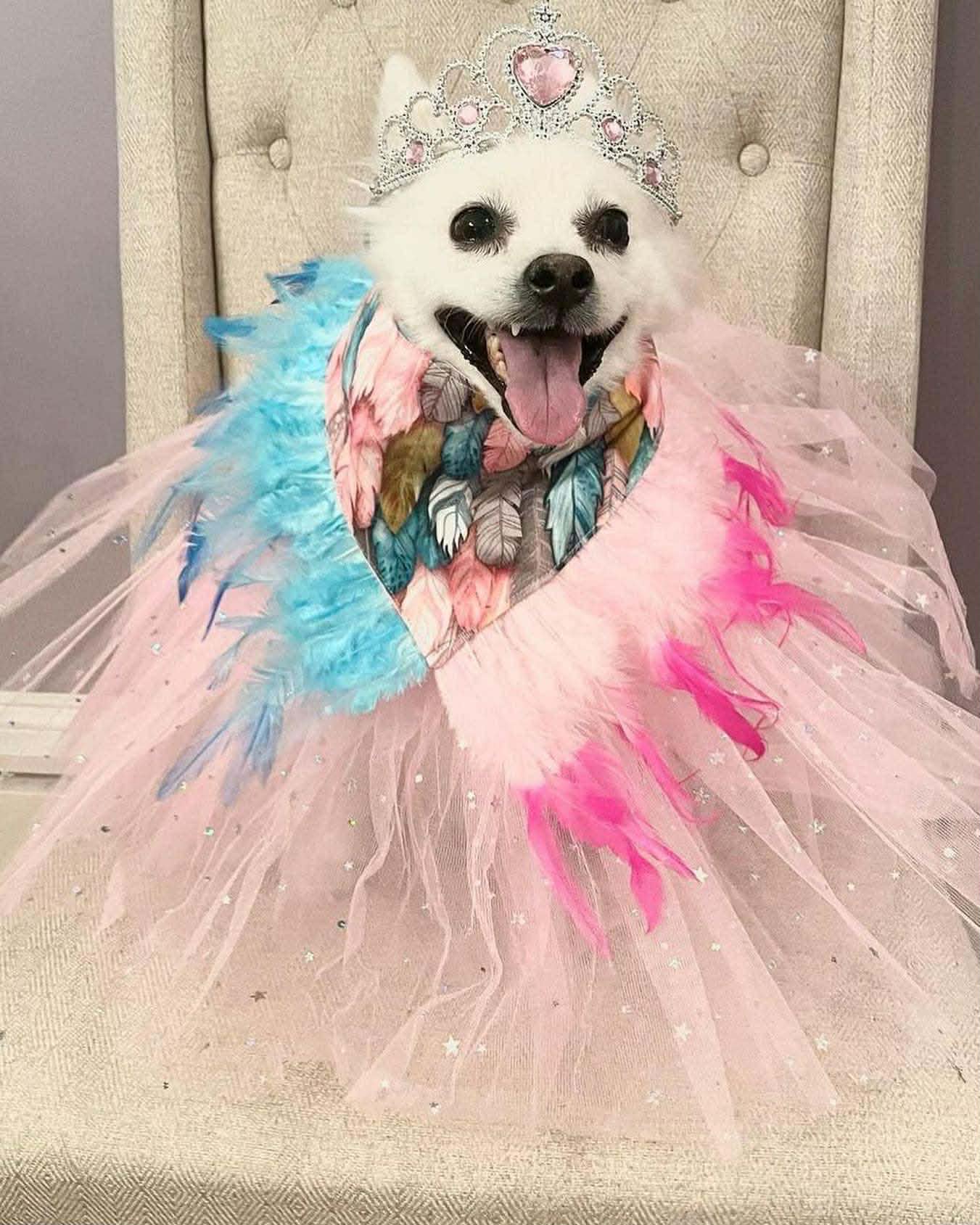 Fresh groomed Yorkshire Terrier