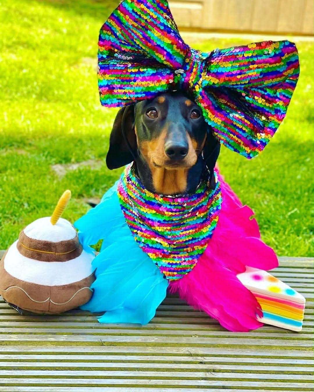 French Bulldog in adorable pink hat