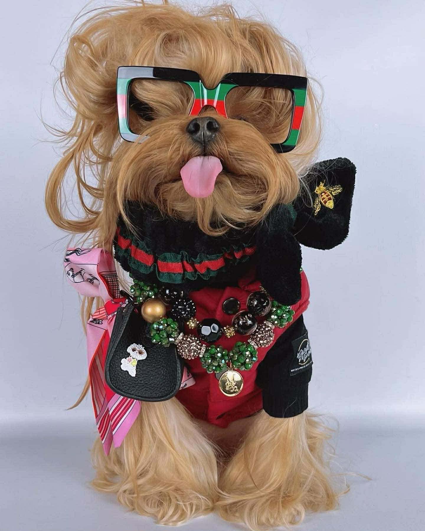 Elegant greyhound with zebra scarf