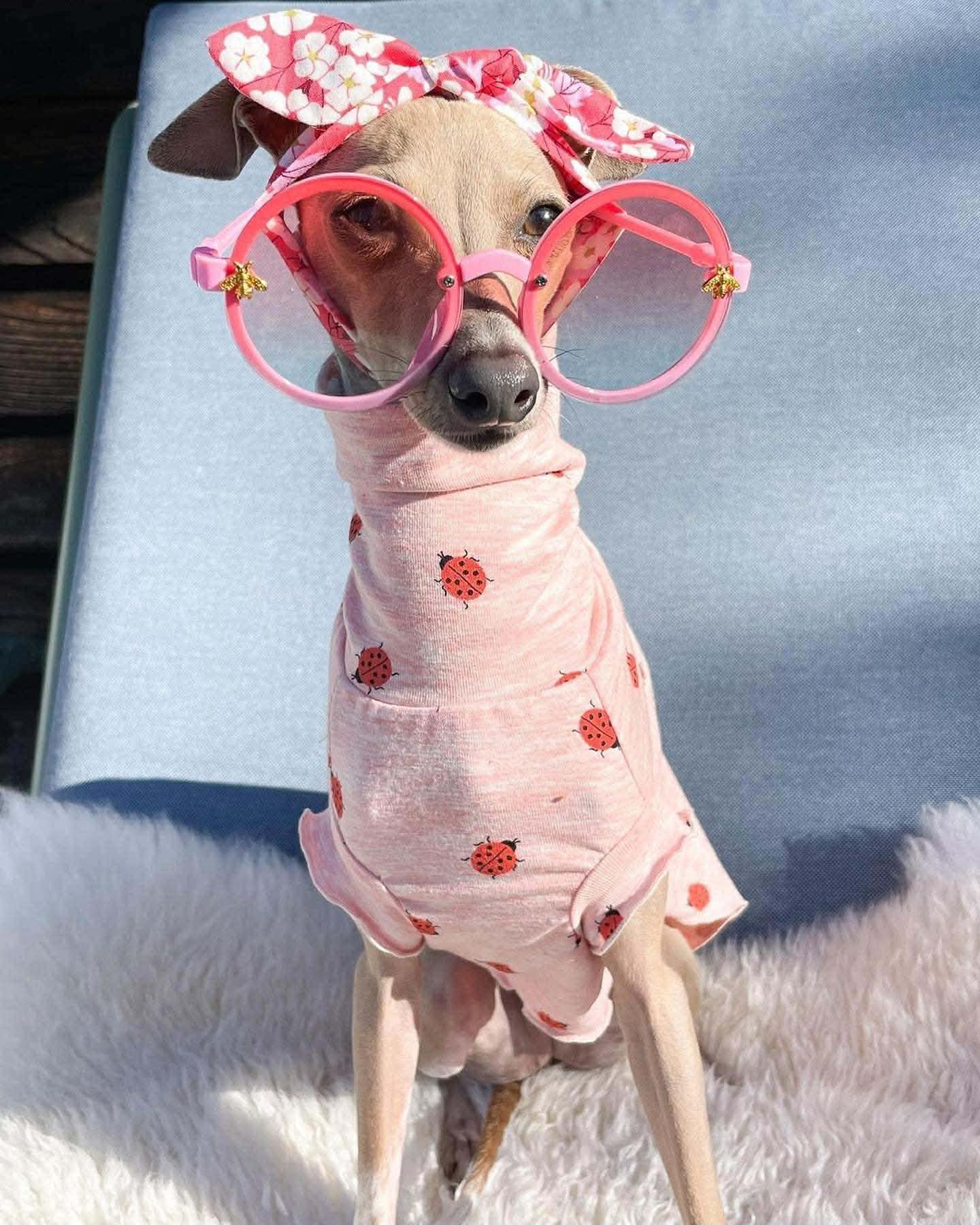 Fashionable yorkie in designer outfit