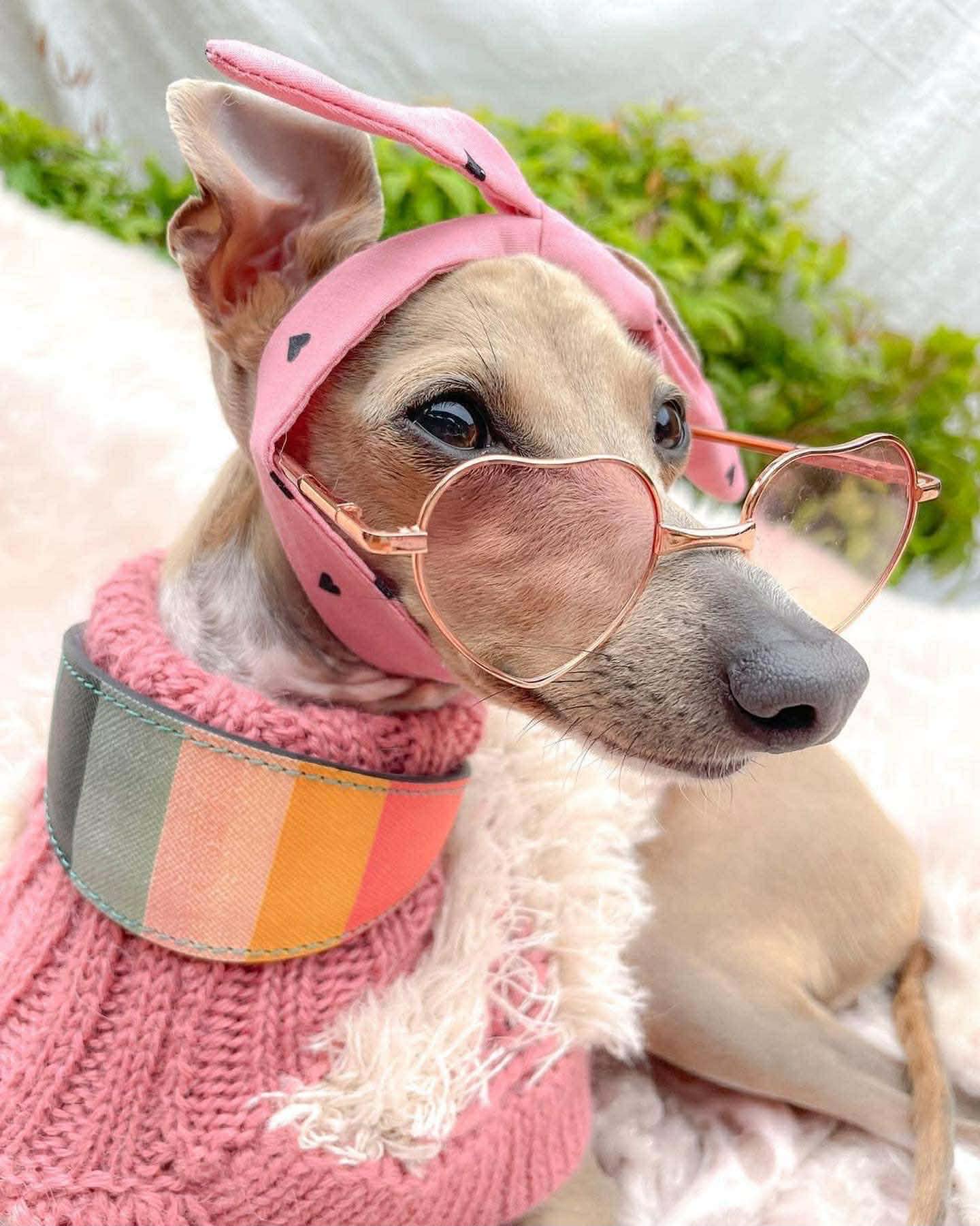 Beautifully groomed pet