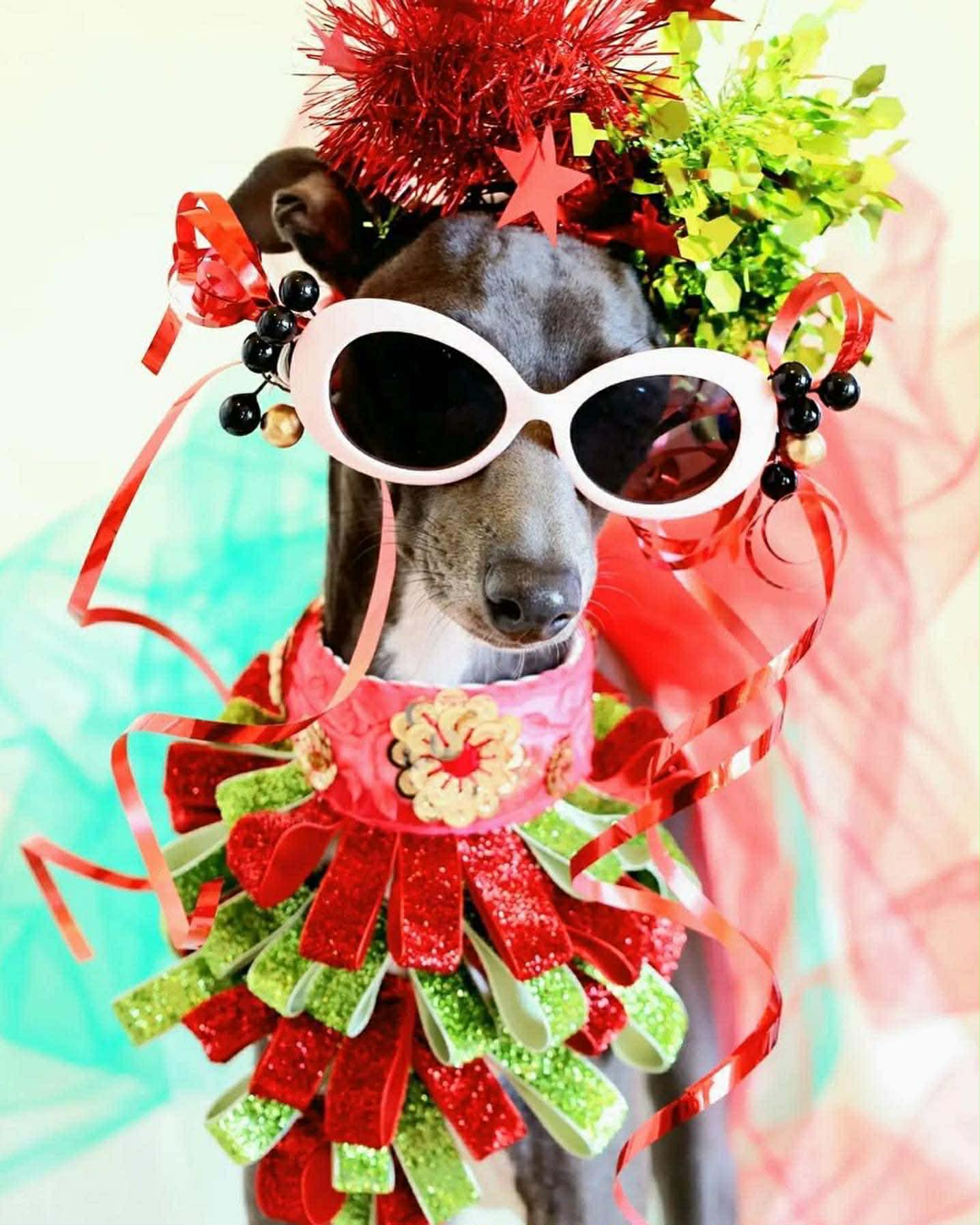 Sweet cavalier in pink tutu